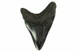 Serrated, Fossil Megalodon Tooth - Georgia #145417-1